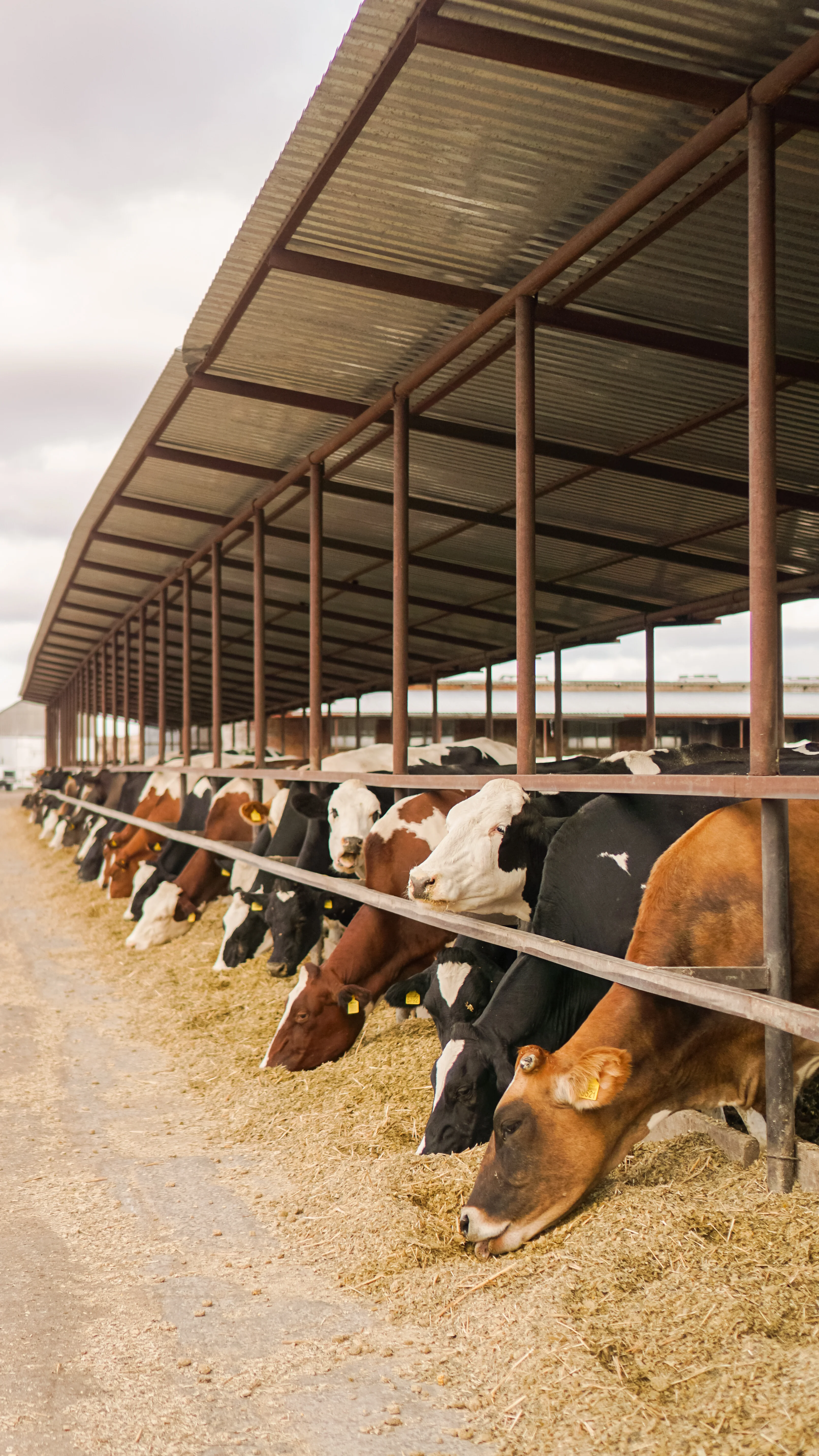 aboutUs_cows